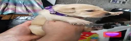 Labrador Retriever dogs for sale: Labrador Retriever Puppies🐶🐾 - Advert 25