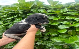 Cocker Spaniel dogs for sale: Beautiful litter of working cocker spaniel puppy’s - Image 10