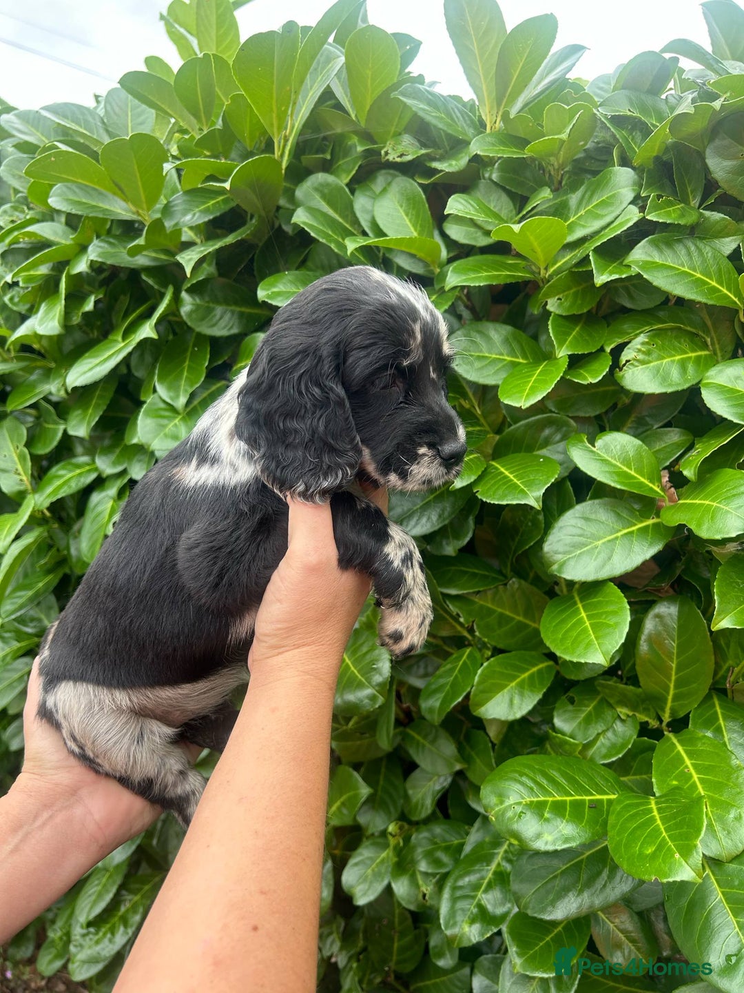 Cocker Spaniel dogs for sale: Beautiful litter of working cocker spaniel puppy’s - Image 10