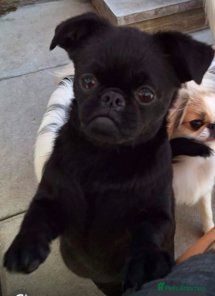 Griffon Bruxellois dogs Beautiful black smooth coat Griffon - Advert 4