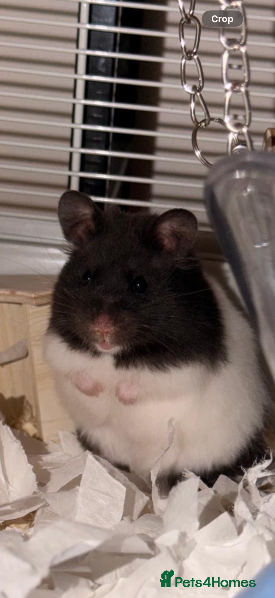 Hamster rodents Syrian Hamster with cage and supplies - Advert 2