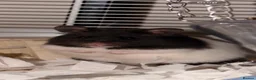 Hamster rodents for sale: Syrian Hamster with cage and supplies - Advert 2