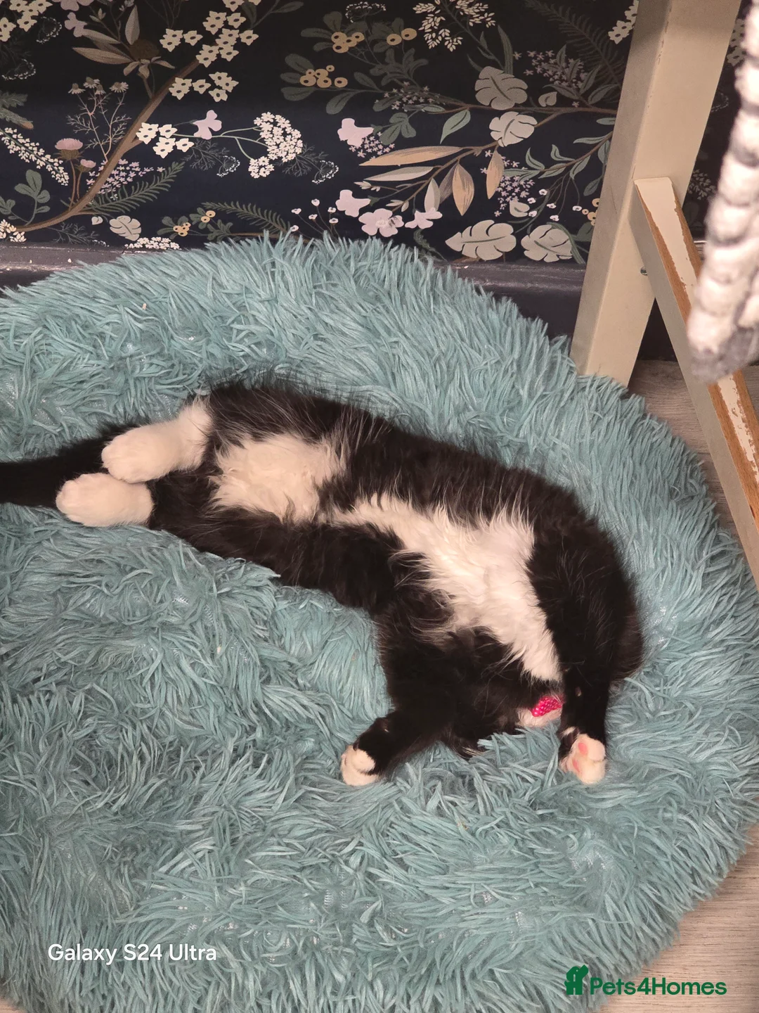 Ragdoll cats for sale: Coco kittycat - Advert 2