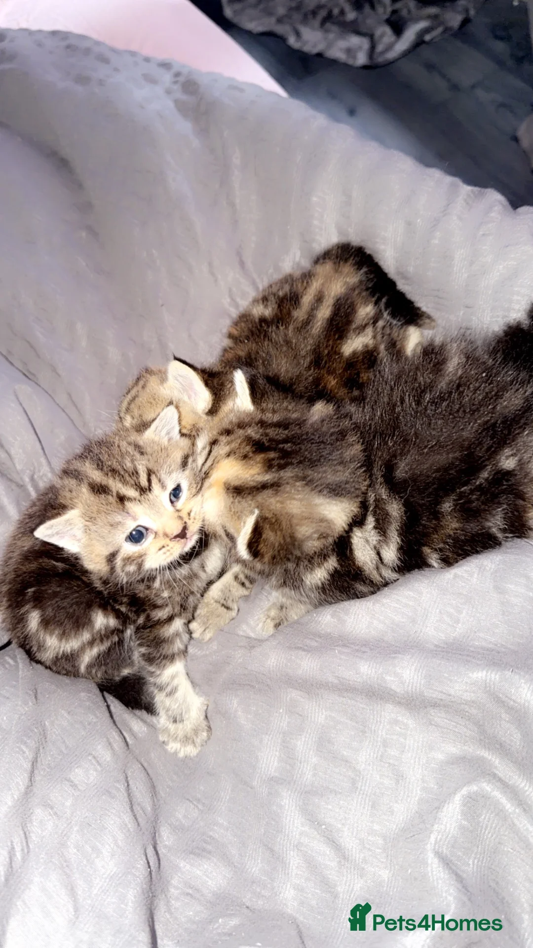 Mixed Breed cats for sale: 2 British short hair cross tabby kittens  in Melksham - Advert 6