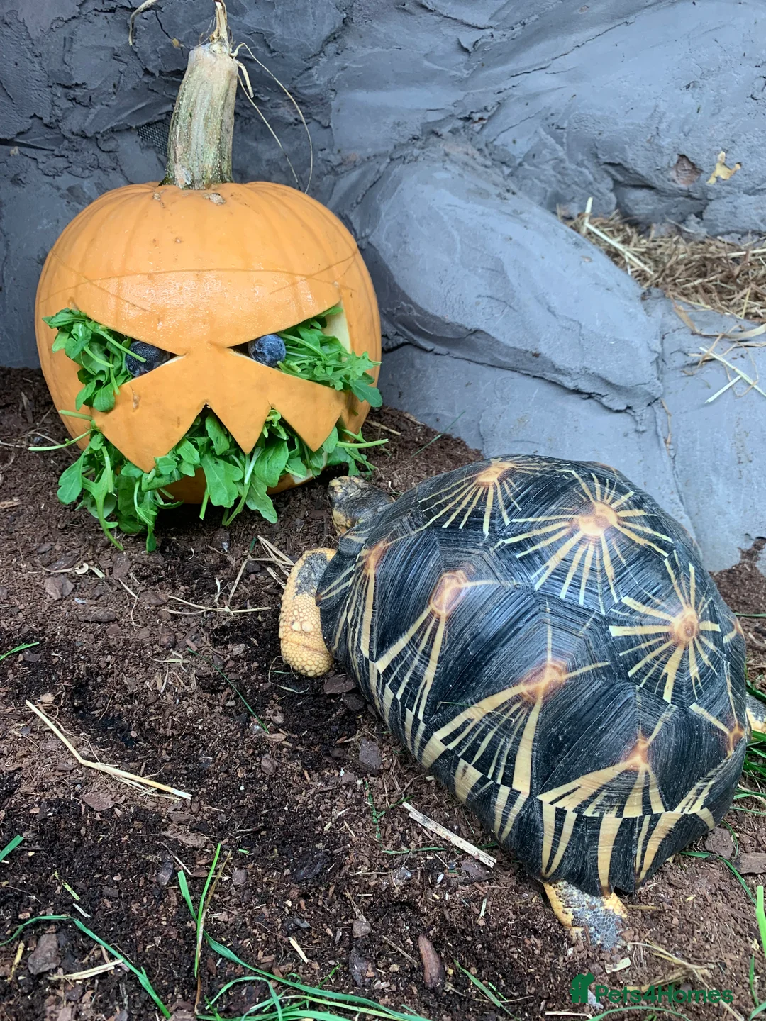 Tortoise reptiles for sale: Pair of Radiateds Tortoises - Advert 5