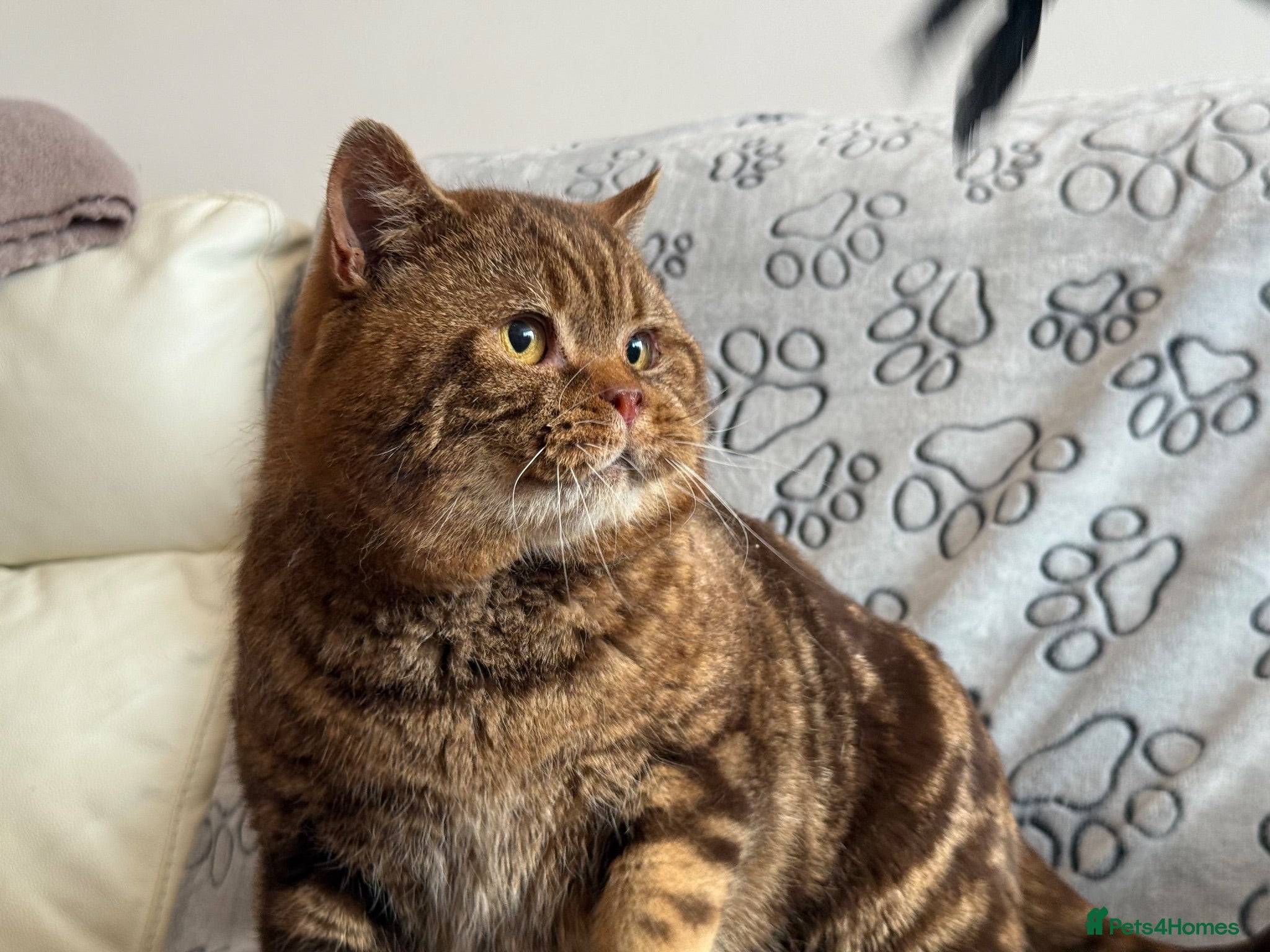 British Shorthair cats Chocolate classic tabby British shorthair male - Advert 18