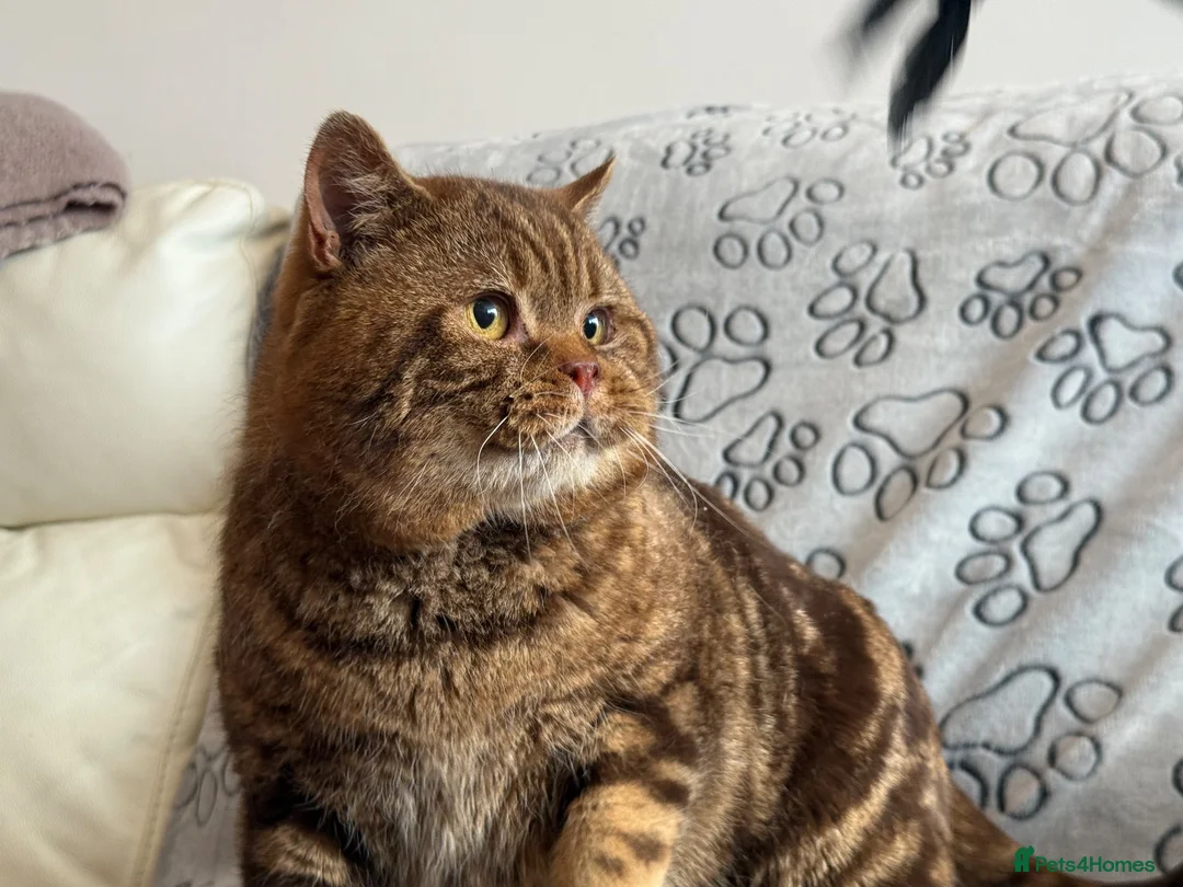 British Shorthair cats for sale: Reserved Chocolate tabby British shorthair male - Advert 1