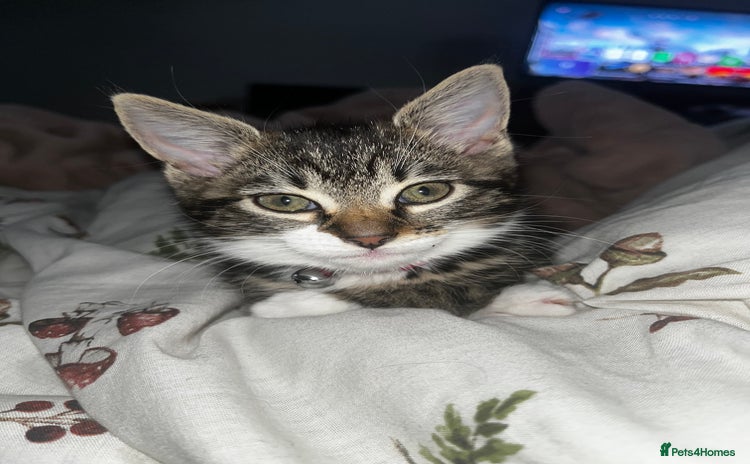 Mixed Breed cats - Advert 11
