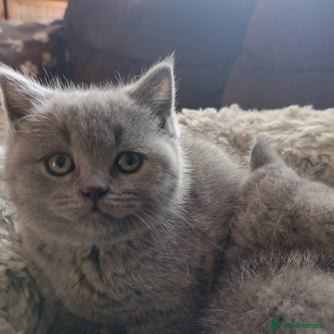 British Shorthair cats for sale: Blue British shorthairs kittens with GCCFpedigree - Image 7