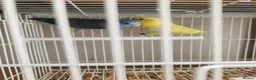 Budgerigars birds for sale: Love birds, java sparrows & paroletts  - Advert 4