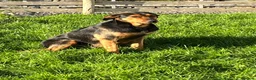 Huntaway dogs for sale: Beautiful Huntaway X Collie Pups - Advert 1