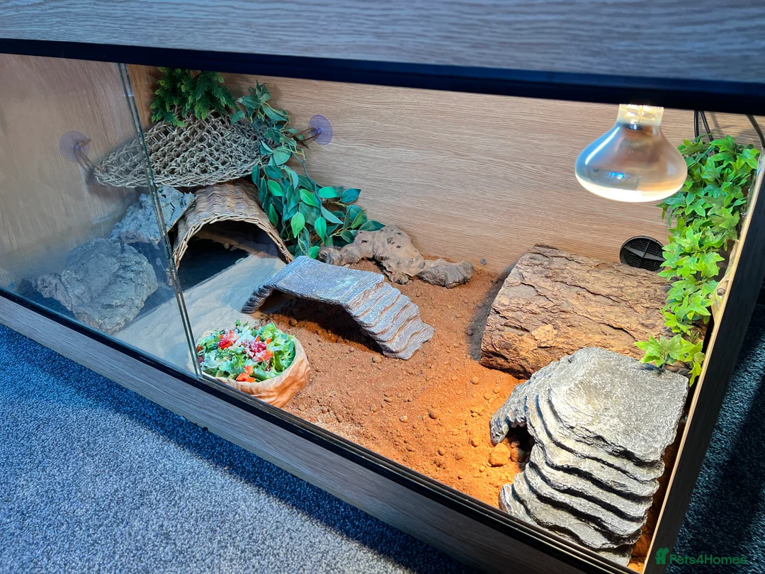 Bearded Dragon reptiles for sale: Wonderful Family Bearded Dragon For Adoption.  - Advert 6