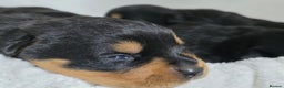 Rottweiler dogs for sale: Chunky, Strong, Loyal & Pure Rottweiler Puppies - Advert 7