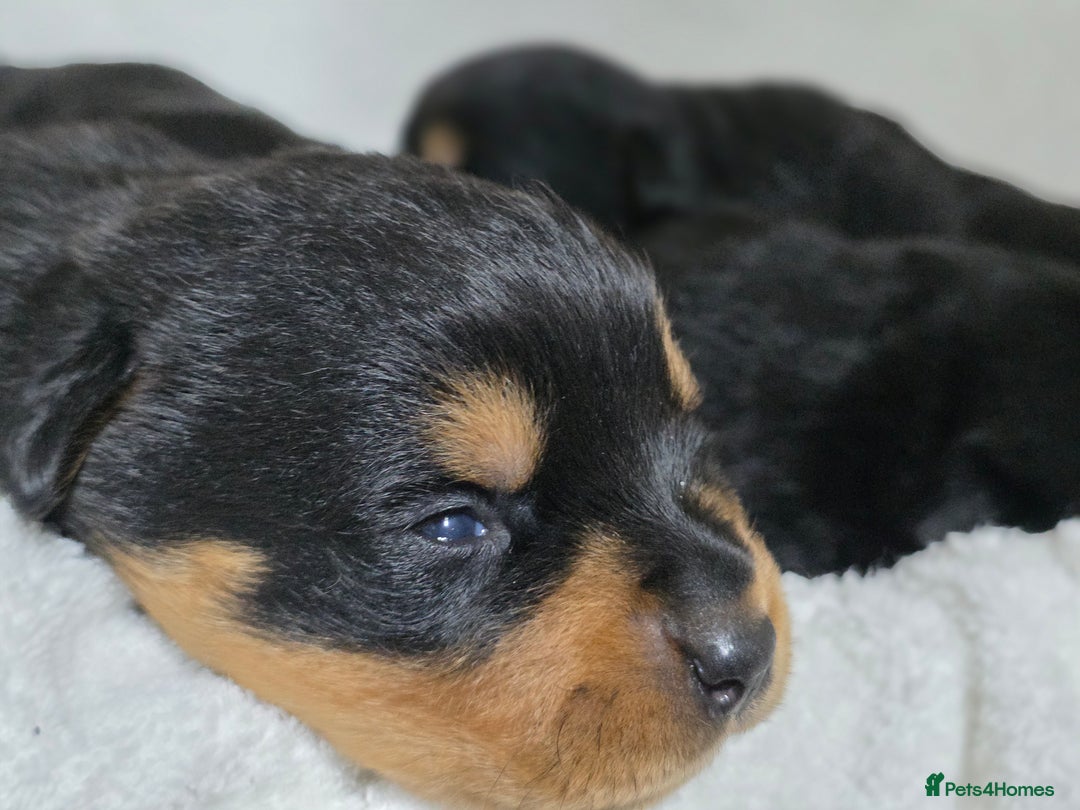 Rottweiler dogs for sale: Chunky, Strong, Loyal & Pure Rottweiler Puppies - Advert 7