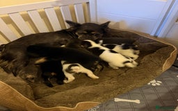 French Bulldog dogs for sale: Kc reg Fluffy Frenchies Ready Now  - Image 2