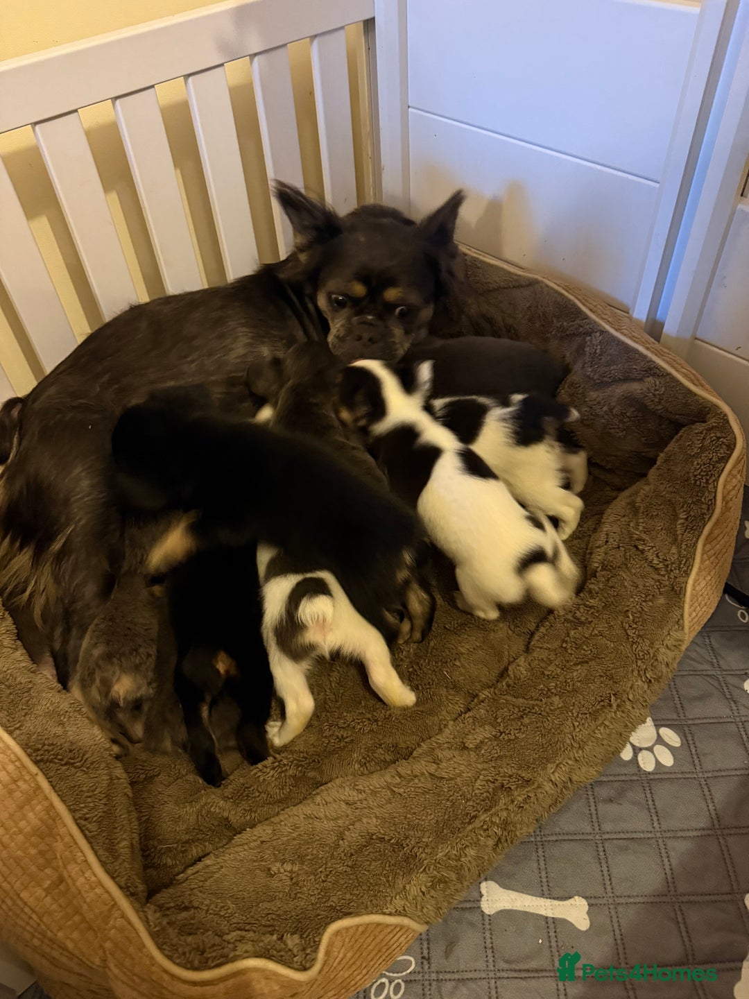 French Bulldog dogs for sale: Kc reg Fluffy Frenchies Ready Now  - Image 2