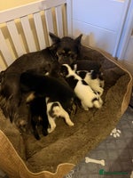 French Bulldog dogs - Advert 12