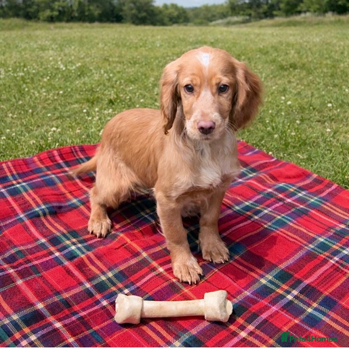 Cocker Spaniel dogs Cocker spaniel puppies for sale  - Advert 4