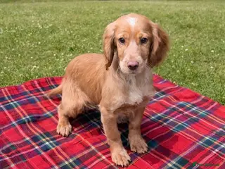 Cocker Spaniel dogs Cocker spaniel puppies for sale - Advert 4