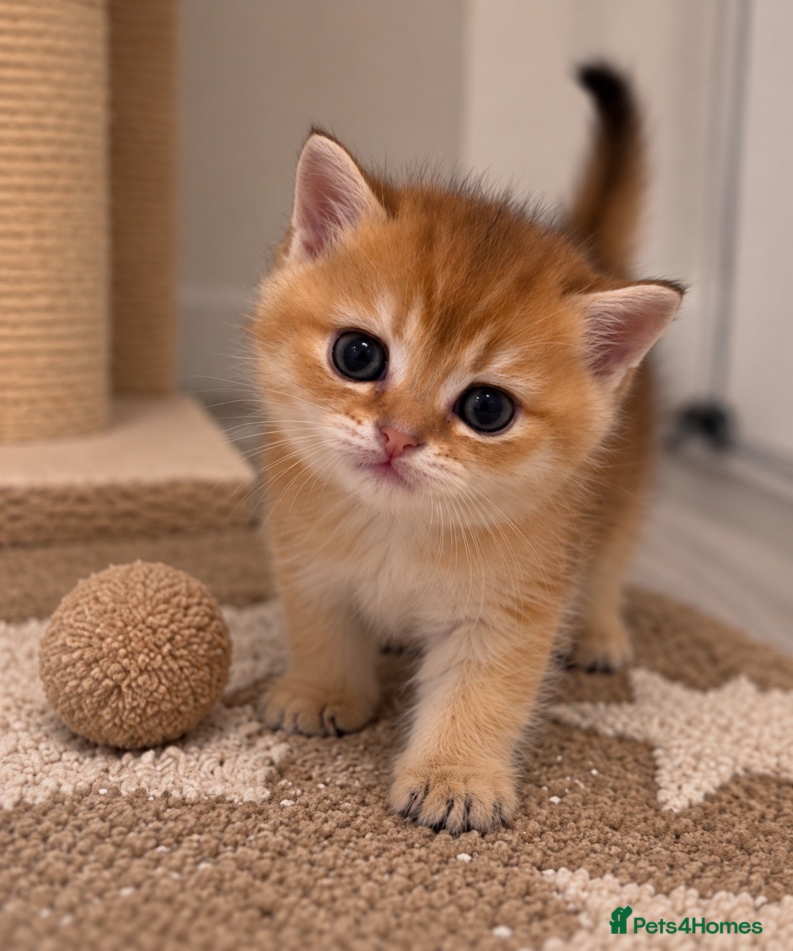 Scottish Fold cats Last Golden Straight-Eared Kitten Available 💛🐾 - Advert 1