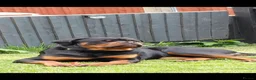 Rottweiler dogs for sale: STUNNING KC REGISTERED PUPPIES  - Advert 4