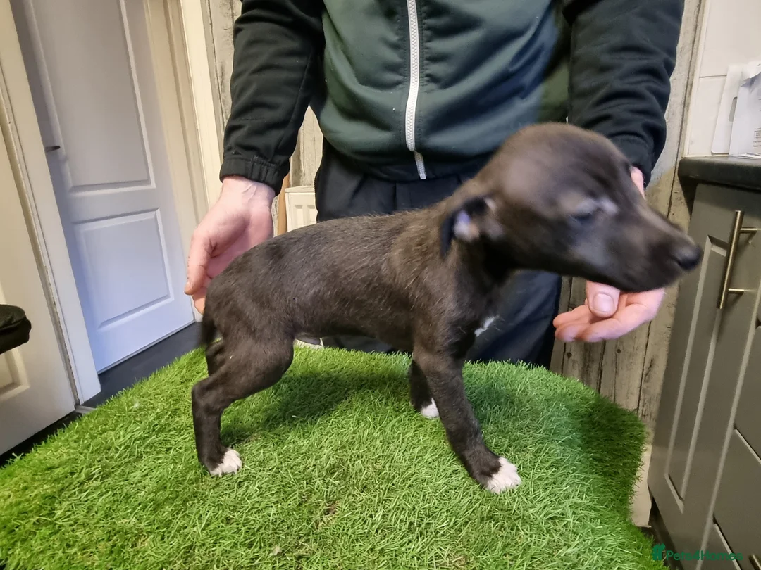 Mixed Breed dogs for sale: Bedlington x whippet pups  - Advert 1