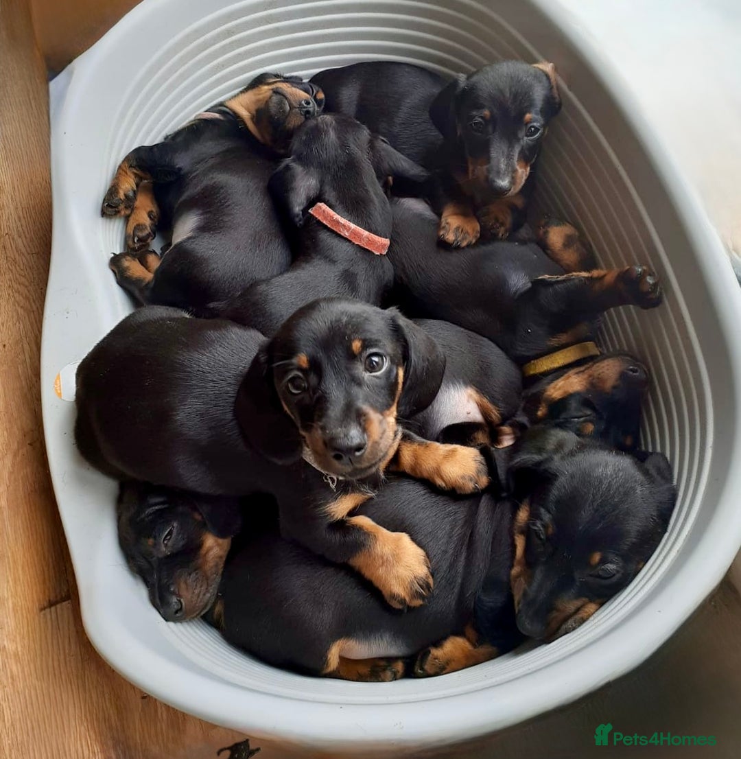 Miniature Dachshund dogs for sale: Stunning  Black and Tan miniature Dachshunds - Image 4