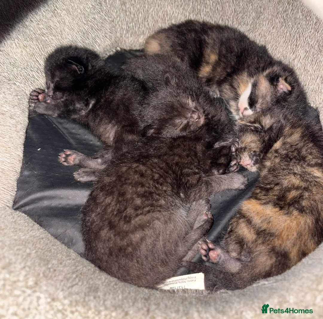 Mixed Breed cats for sale: Last Two Small Babies - Advert 7