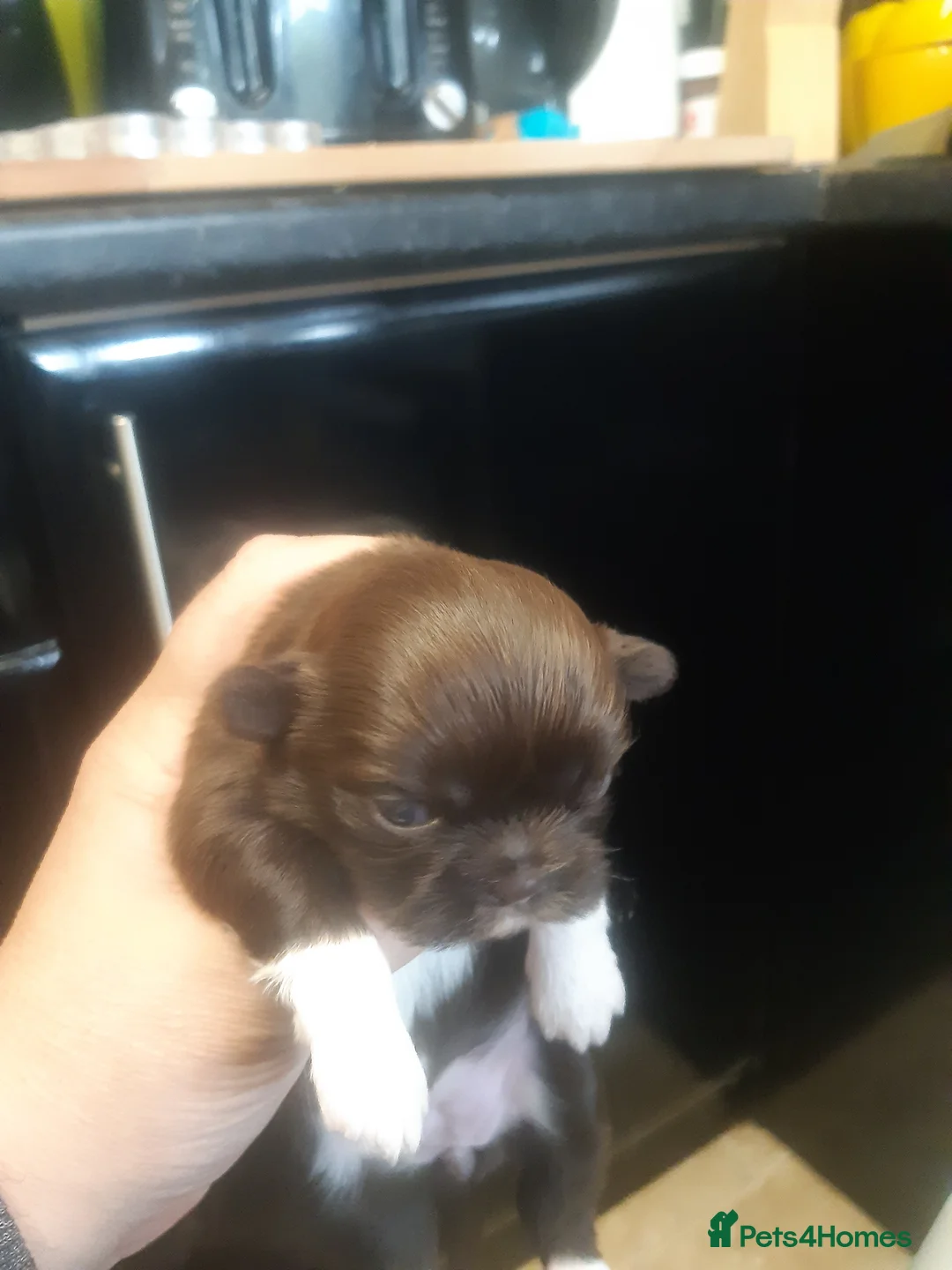 Shih Tzu dogs for stud:  imperial studs both proven  in Bolton - Advert 17