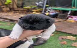 Akita dogs for sale: Akita Puppies - Advert 15