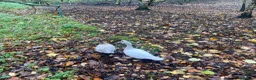Mixed Breed poultry for sale: Day old ducklings and other poultry available - Advert 2