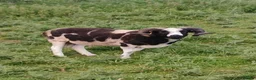 Sheep livestock for sale: Proven 2 year old Male Jacob Ram Tup - Advert 3