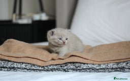 British Shorthair cats for sale: 🩶🐈🐾 Stunning BSH Kittens 🩶🐈🐾 - Image 7