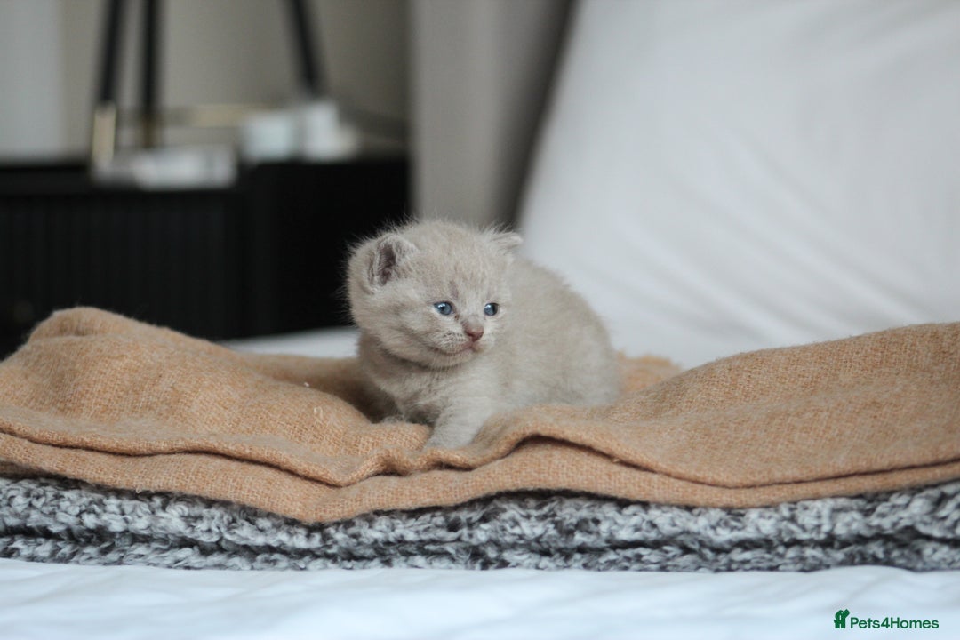 British Shorthair cats for sale: 🩶🐈🐾 Stunning BSH Kittens 🩶🐈🐾 - Image 7