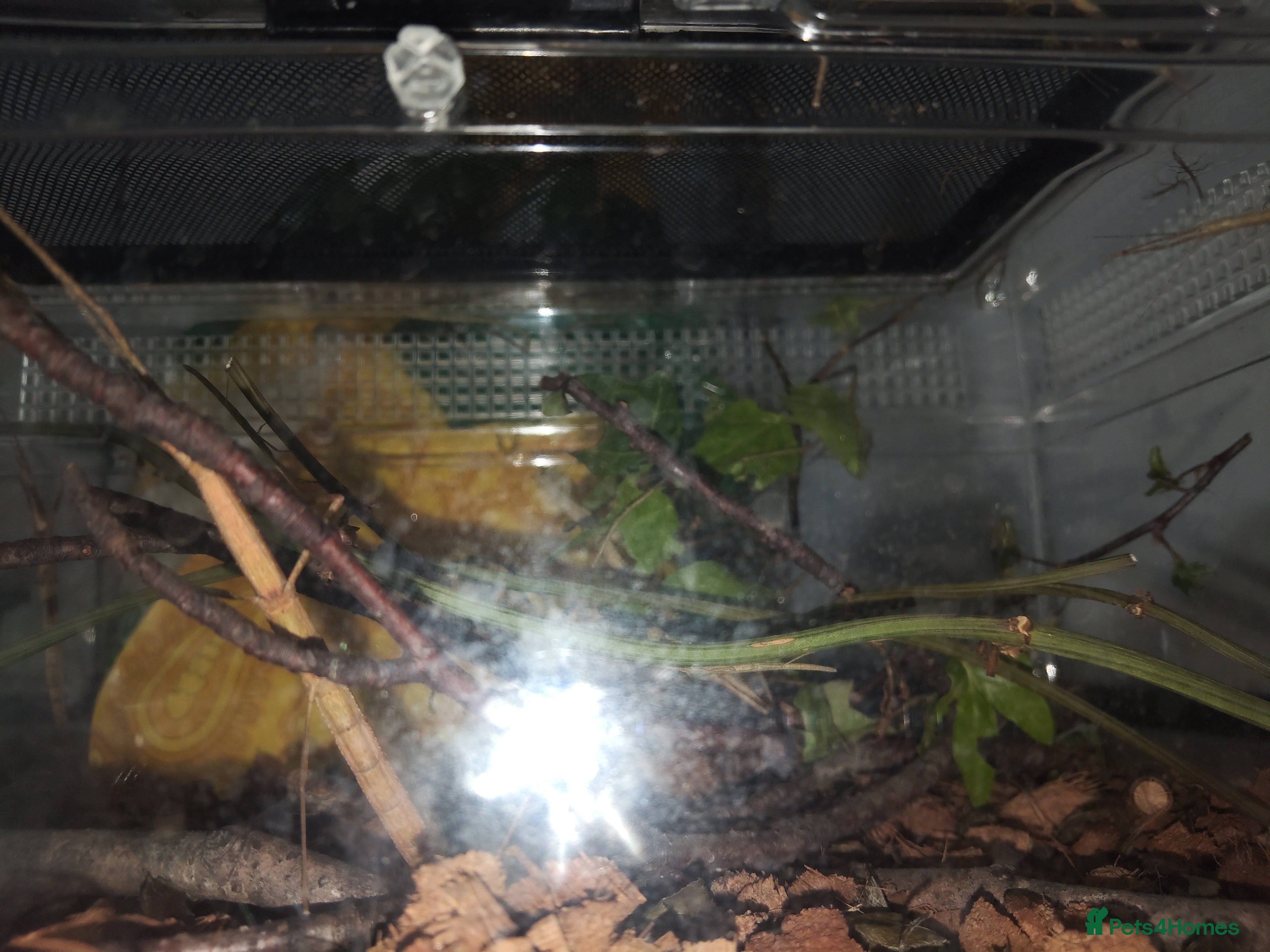 Stick Insects invertebrates Indian stick insects  - Advert 1