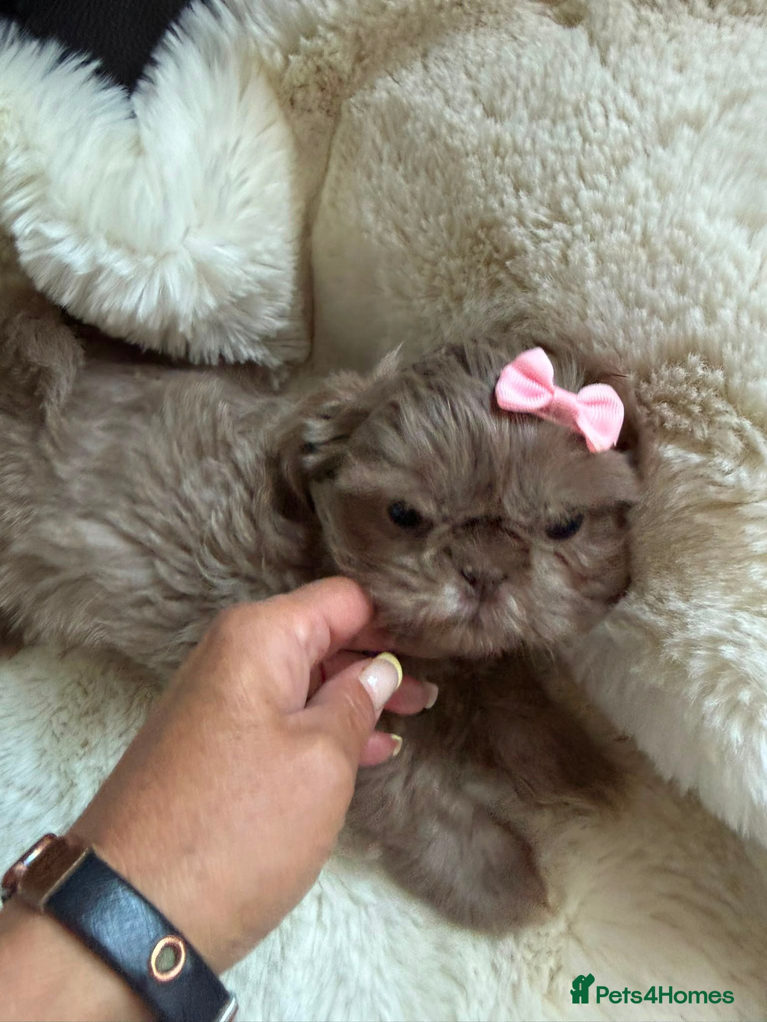 Shih Tzu dogs Stunning shih Tzu pups 2 girls 3 boys  - Advert 1