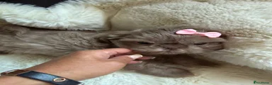 Shih Tzu 4