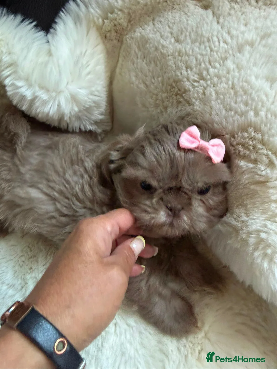 Shih Tzu dogs for sale: Stunning shih Tzu pups 2 girls 3 boys  in Liverpool - Advert 1