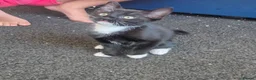 Mixed Breed cats for sale: Kittens  - Advert 6