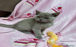 British Shorthair cats for sale: Rainbow litter 🤩🤩💕💕🌈🌈 - Image 4
