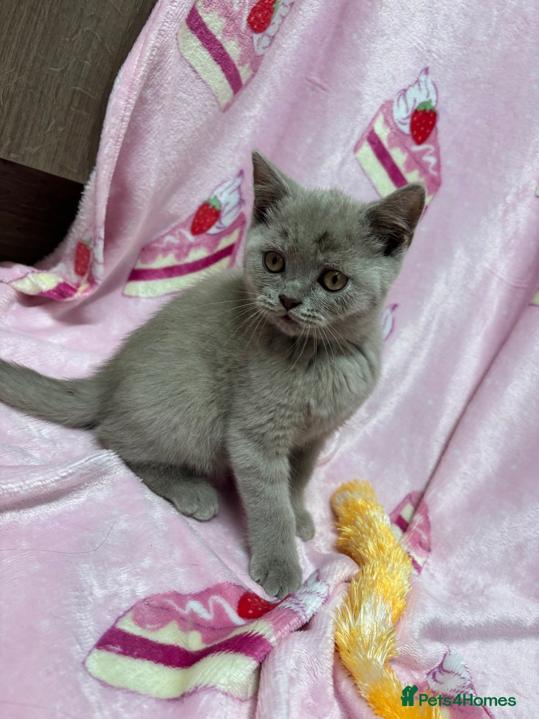 British Shorthair cats for sale: Rainbow litter 🤩🤩💕💕🌈🌈 - Image 4