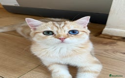 British Shorthair cats for sale: GCCF reg BSH Chocolate Golden Odd Eyes Last Male in London - Image 36