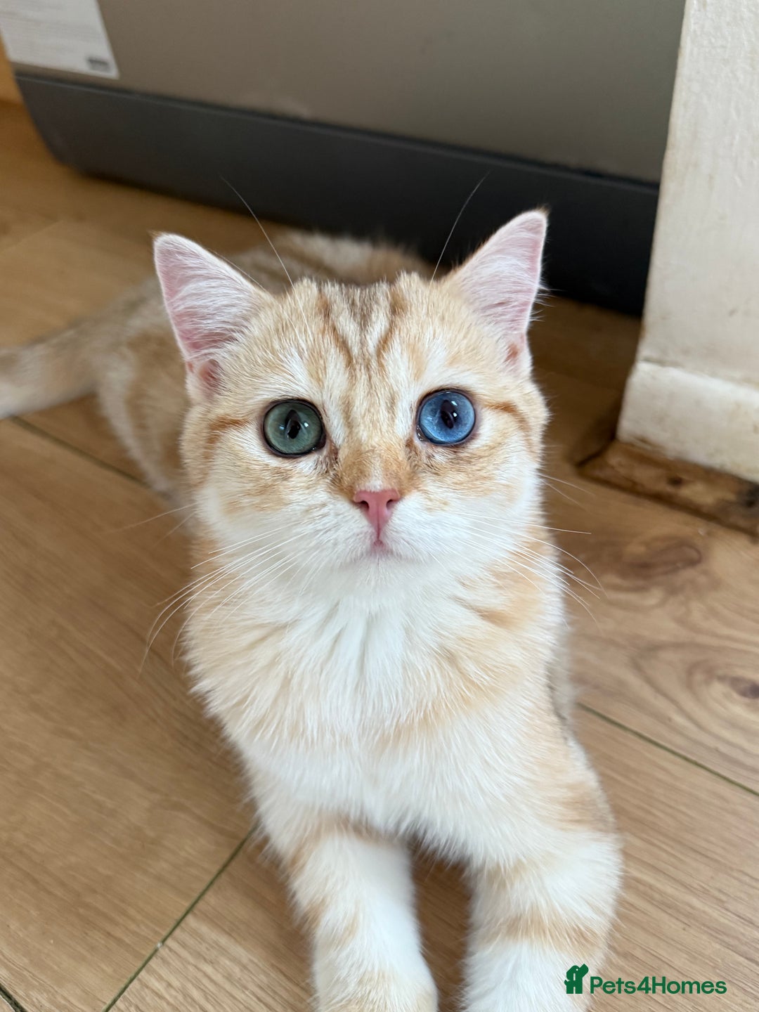British Shorthair cats for sale: GCCF reg BSH Chocolate Golden Odd Eyes Last Male in London - Image 36