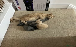 Mixed Breed cats for sale: Persian x Russian blue & British shorthair - Image 6