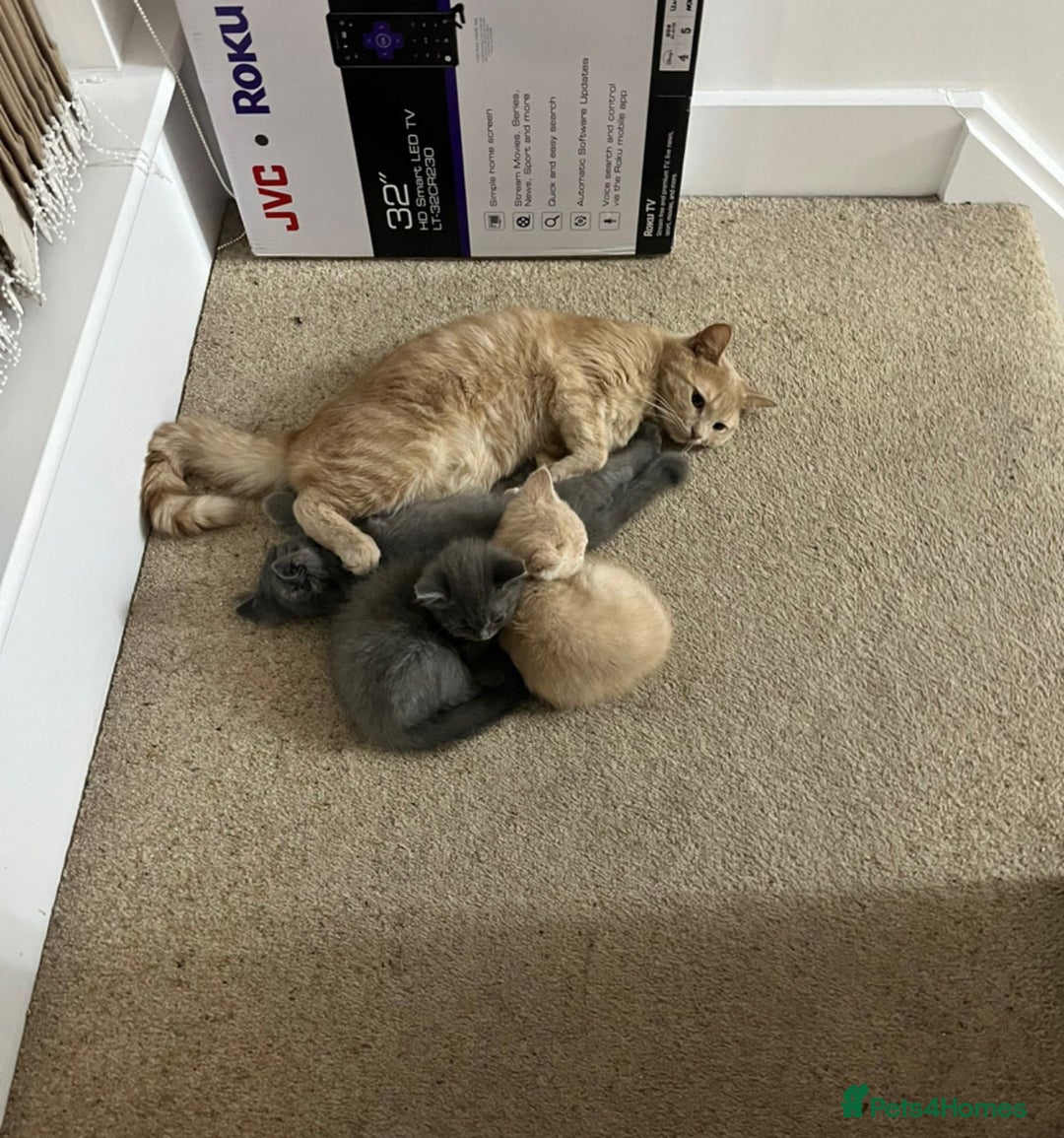 Mixed Breed cats for sale: Persian x Russian blue & British shorthair - Image 6