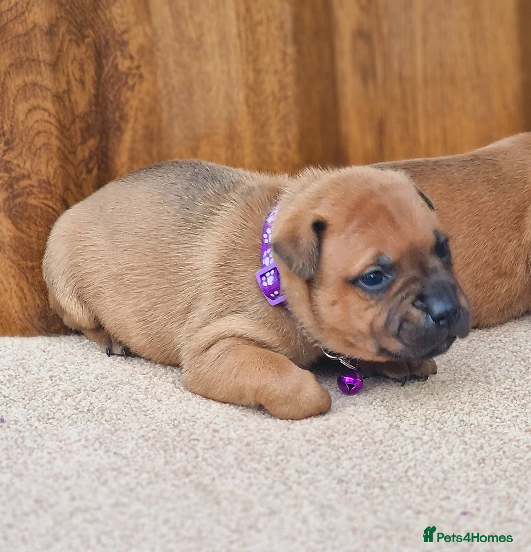 Staffordshire Bull Terrier dogs for sale: SHOW QUAILTY RED STAFF PUPPIES COI 2.9% 🐶 🔥🔥😍 - Advert 12