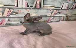 Sphynx cats for sale: 1 beautiful sphynx kitten available - Image 2