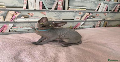 Sphynx cats - Advert 2