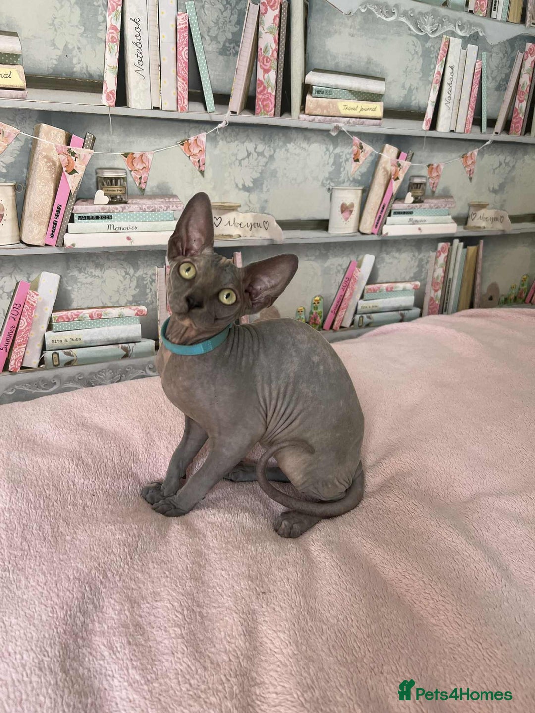 Sphynx cats for sale: 1 beautiful sphynx kitten available - Image 2
