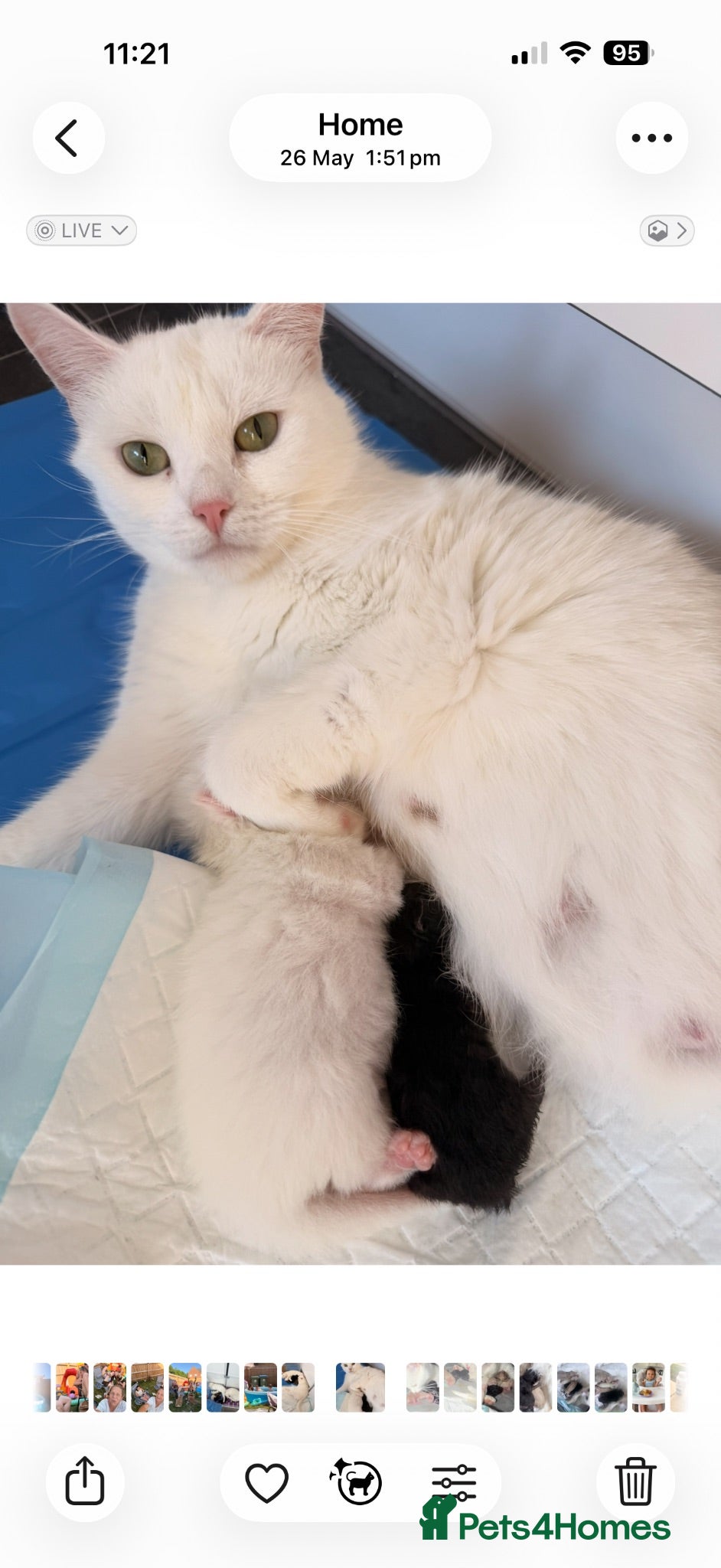 Turkish Angora cats 6 gorgeous kittens  - Advert 14